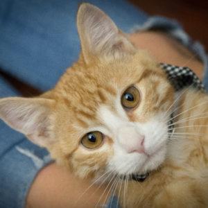 Whiskers TNR - Ginger