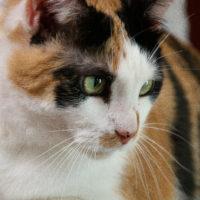 Whiskers TNR - Patches