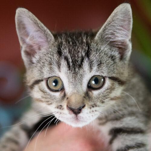 Whiskers TNR - Bamboo