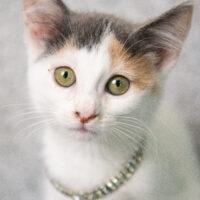 Whiskers TNR - Diana