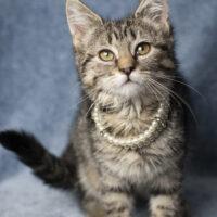Whiskers TNR - Becky profile photo