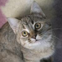 Whiskers TNR - Sansa profile
