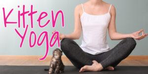 Kitten Yoga