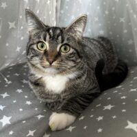 Whiskers TNR - Brandi