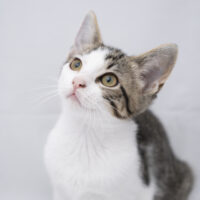 Whiskers TNR - Maxine profile