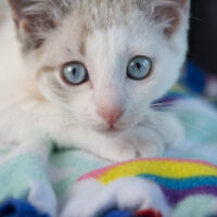 Whiskers TNR - Rainbow Brite profile