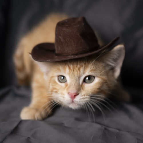 Whiskers TNR - Stetson