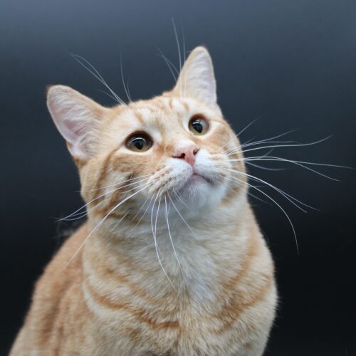 Whiskers TNR - Jake