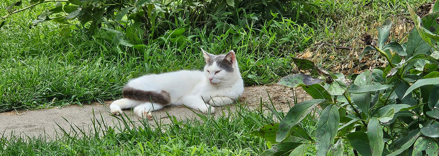 a tnr cat