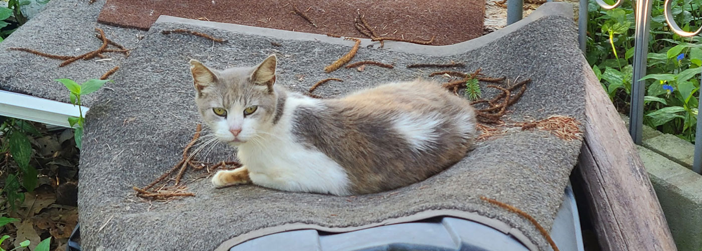 a tnr cat