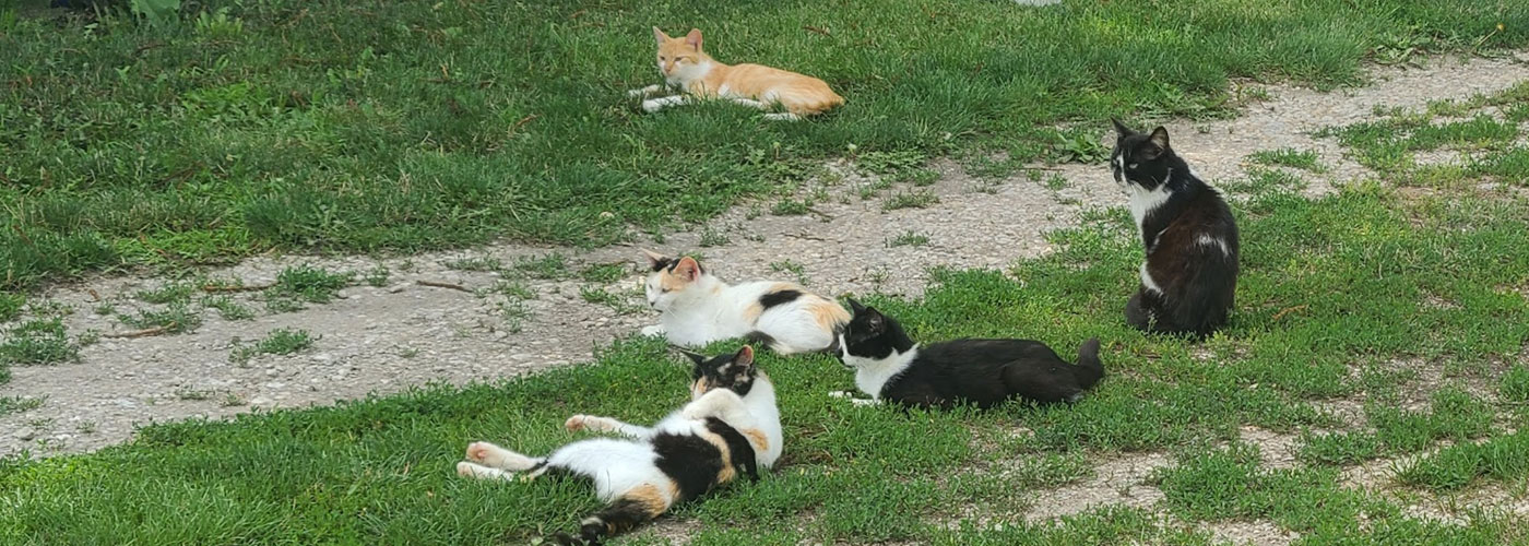 a group of tnr cats