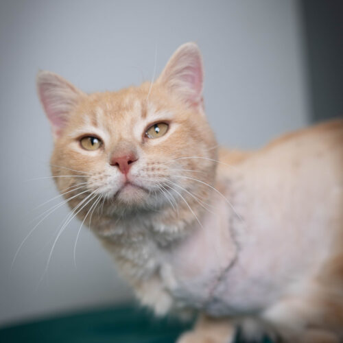 Whiskers TNR - Martin