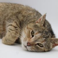 Whiskers TNR - Elvira