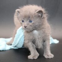 Whiskers TNR - Ernie