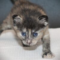 Whiskers TNR - Banks