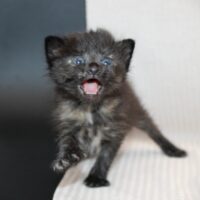 Whiskers TNR - Ryne