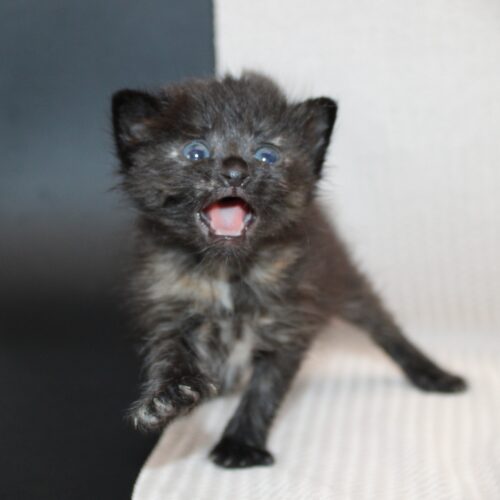 Whiskers TNR - Ryne