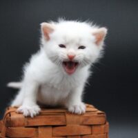 Whiskers TNR - Santo