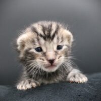 Whiskers TNR - Duncan Idaho
