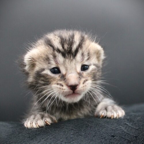 Whiskers TNR - Duncan Idaho
