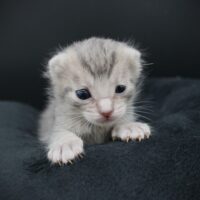 Whiskers TNR - Flip