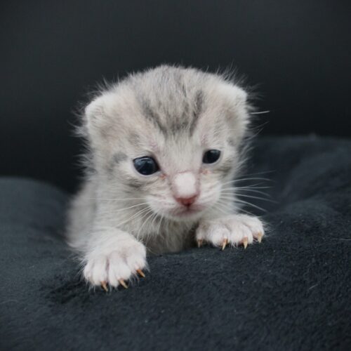 Whiskers TNR - Flip