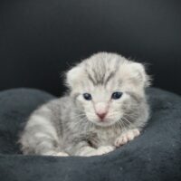 Whiskers TNR - Dante