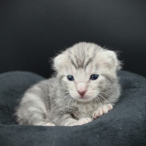 Whiskers TNR - Dante