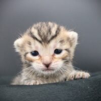 Whiskers TNR - Curry