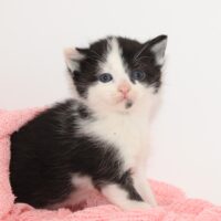 Whiskers TNR - Inez