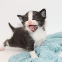 Whiskers TNR - James