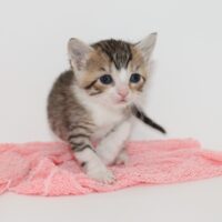 Whiskers TNR - Ivy