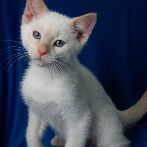 Whiskers TNR - Santo