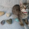 Rock