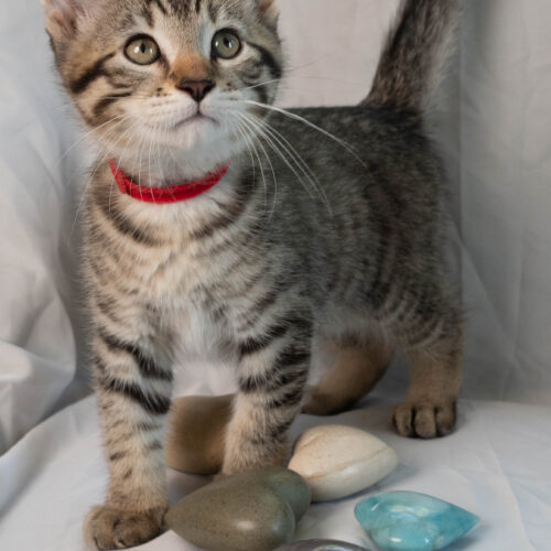 Whiskers TNR - Rock