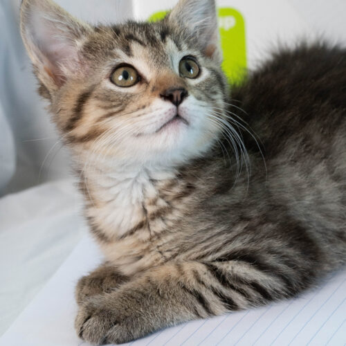 Whiskers TNR - Paper