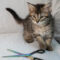 Scissors