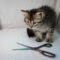 Scissors
