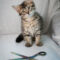 Scissors