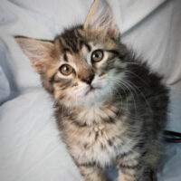 Whiskers TNR - Scissors