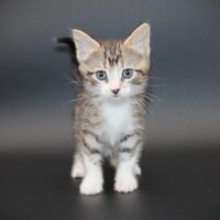 Whiskers TNR - Tequila