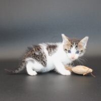 Whiskers TNR - Tamale