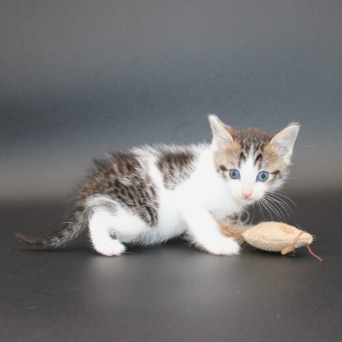 Whiskers TNR - Tamale