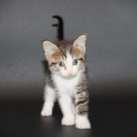 Whiskers TNR - Margarita