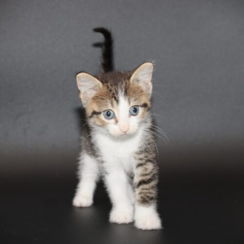 Whiskers TNR - Margarita