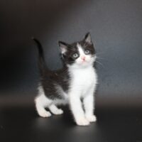 Whiskers TNR - Taco