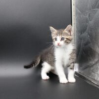 Whiskers TNR - Salsa