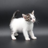 Whiskers TNR - Fiesta