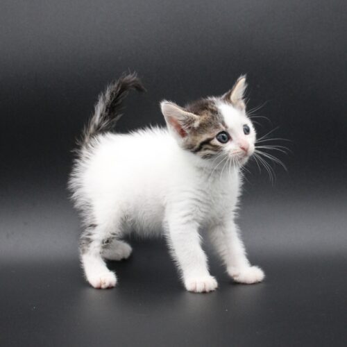 Whiskers TNR - Fiesta