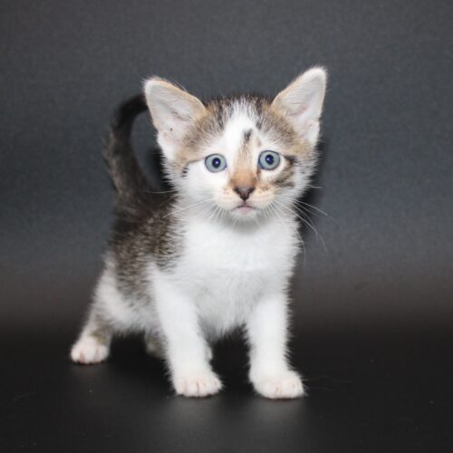 Whiskers TNR - Chip